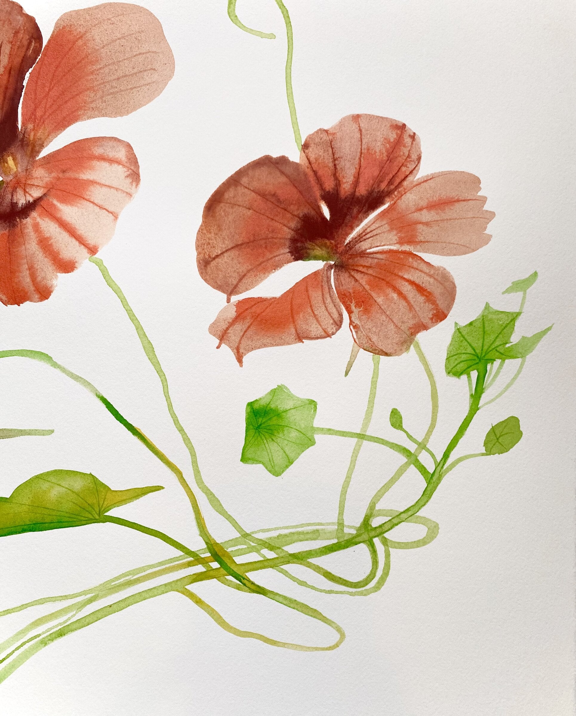 Nasturtium