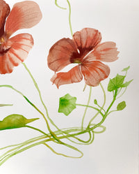 Nasturtium