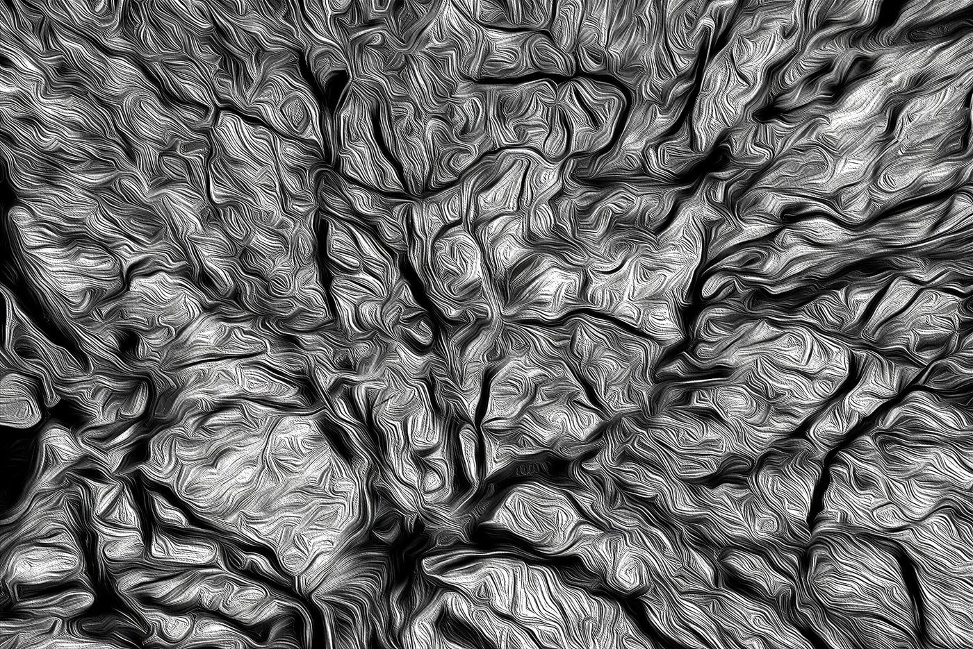Looking Up, European Black Beech