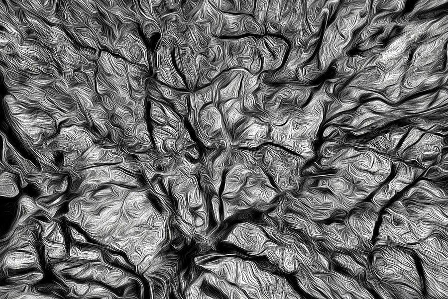 Looking Up, European Black Beech