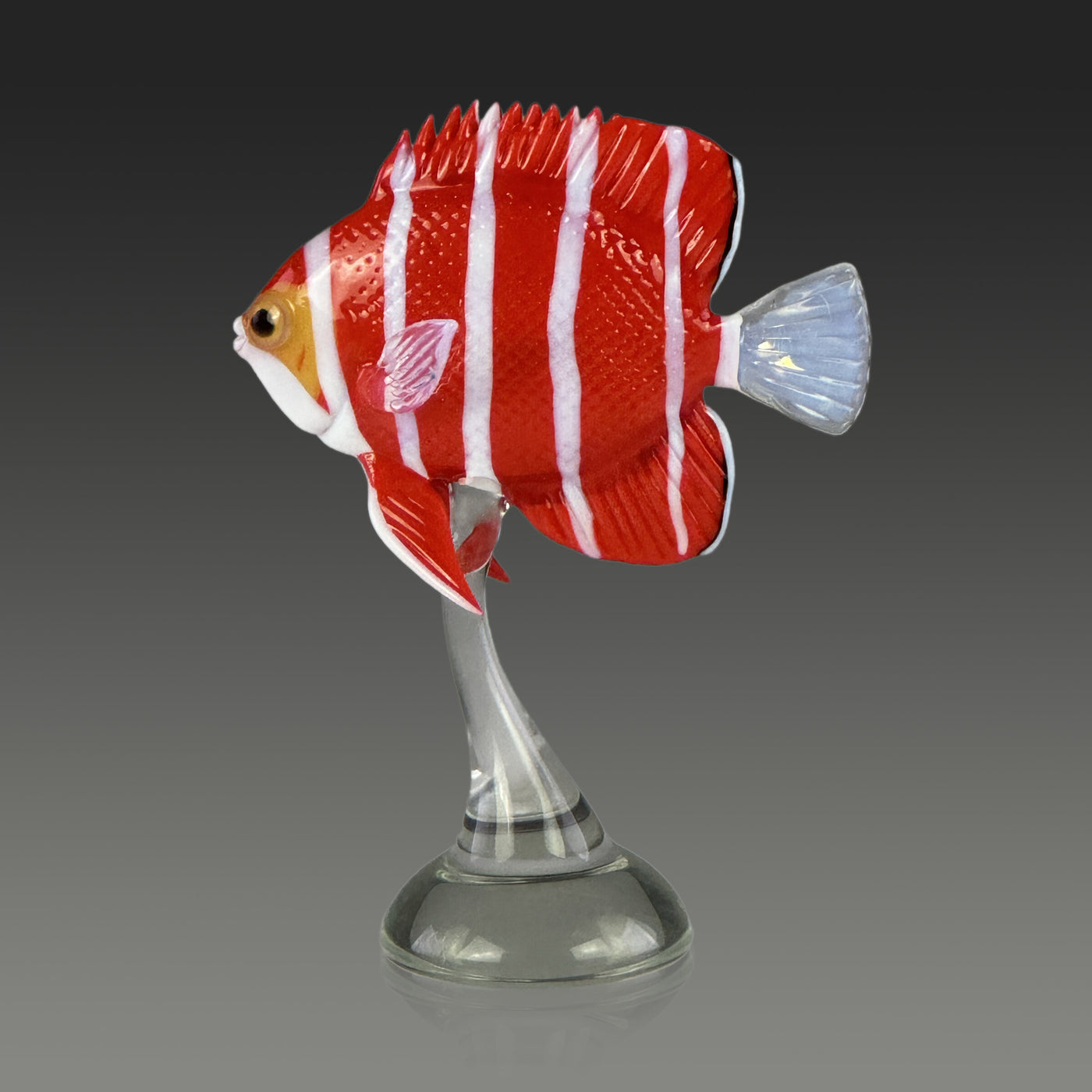 Peppermint Angelfish
