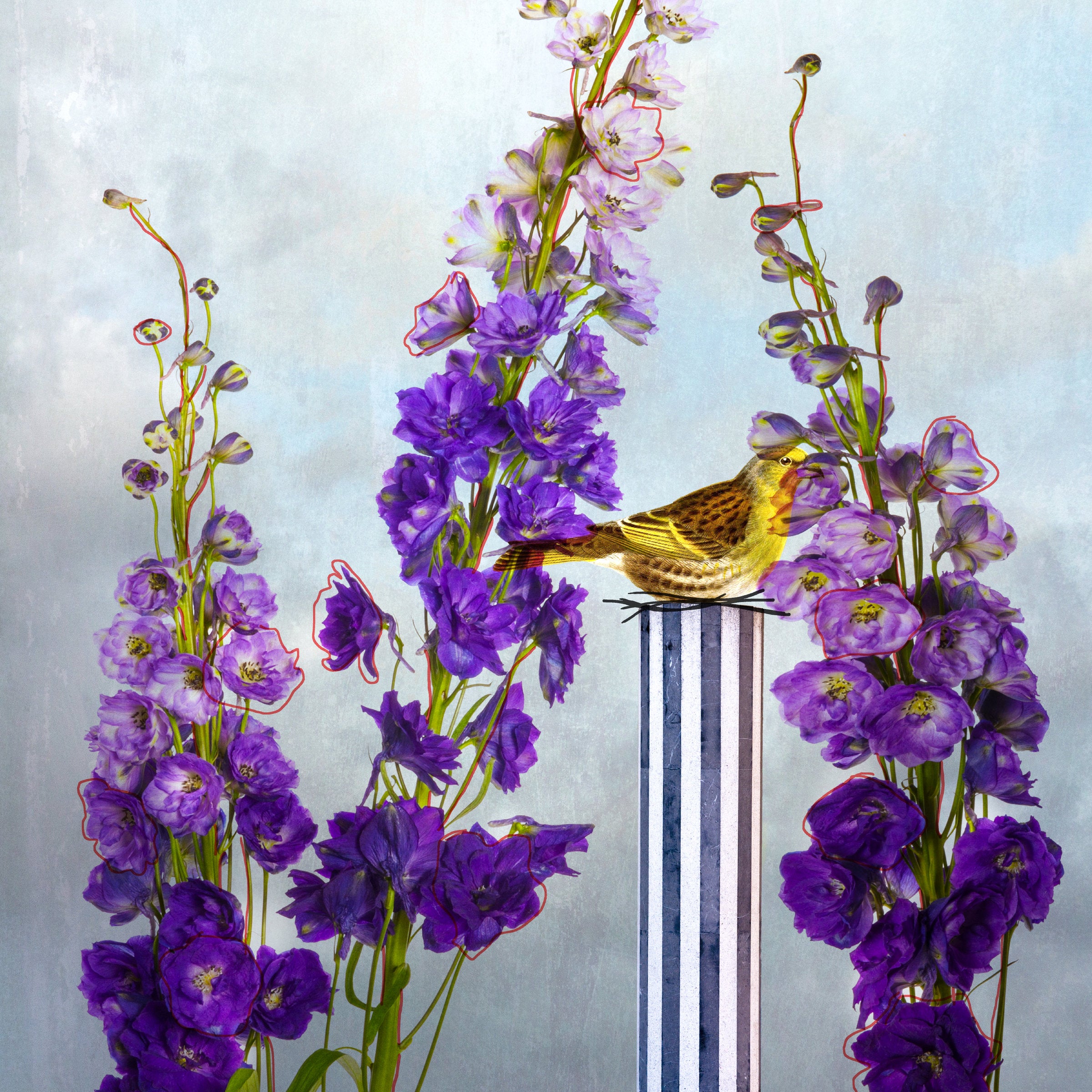 Blue Delphinium