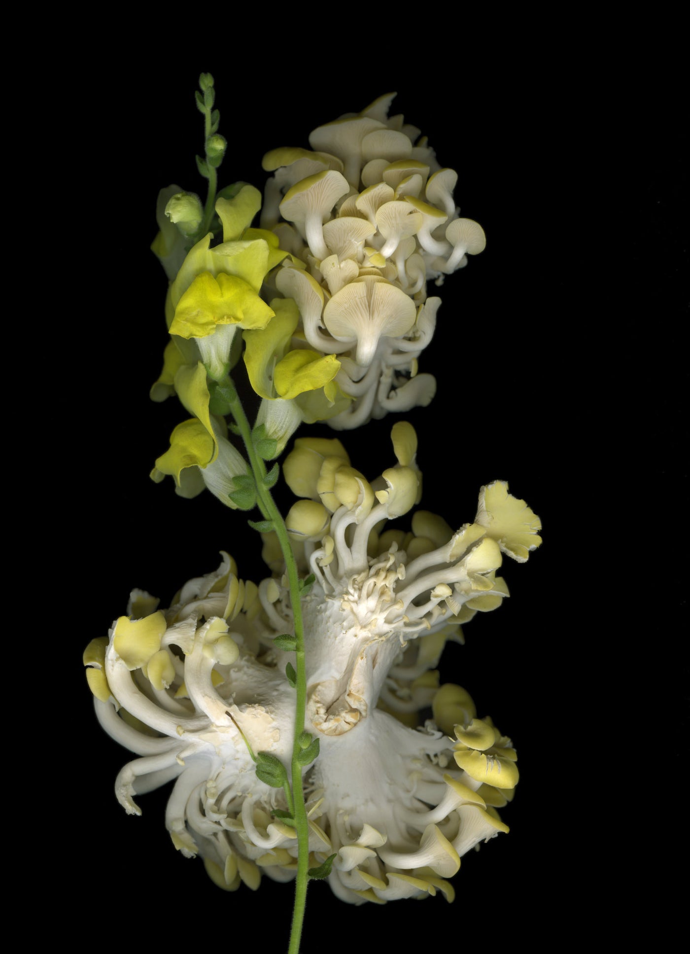 Market Mushrooms with Snapdragon