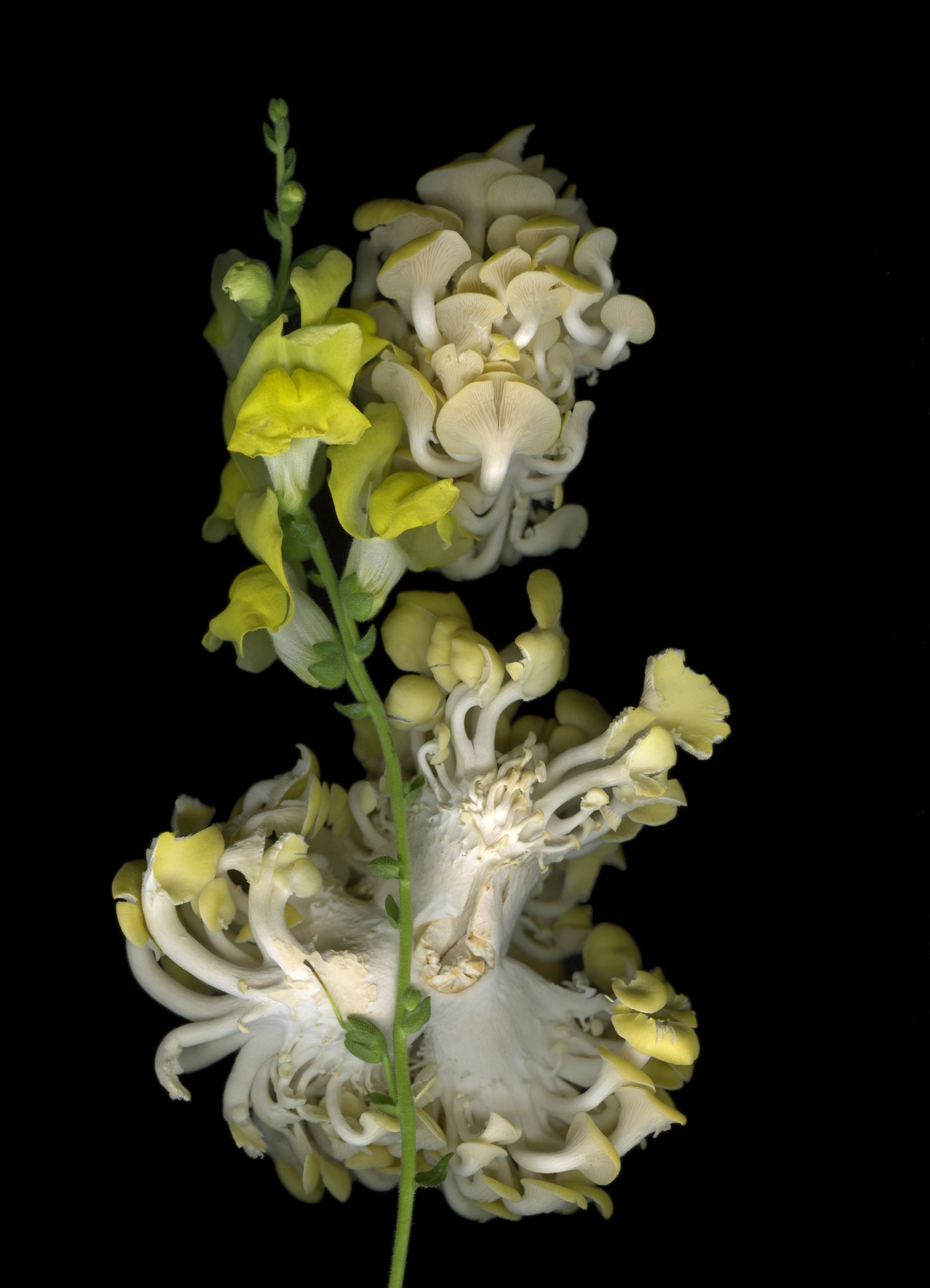 Market Mushrooms with Snapdragon