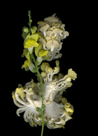 Market Mushrooms with Snapdragon