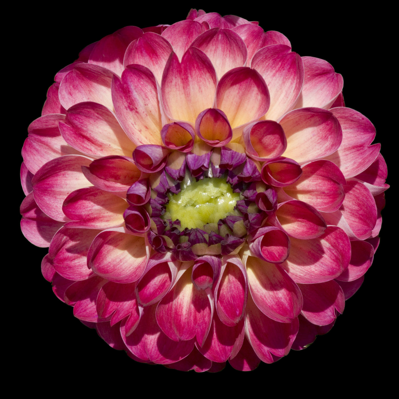 Beautiful Dahlia