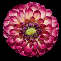 Beautiful Dahlia