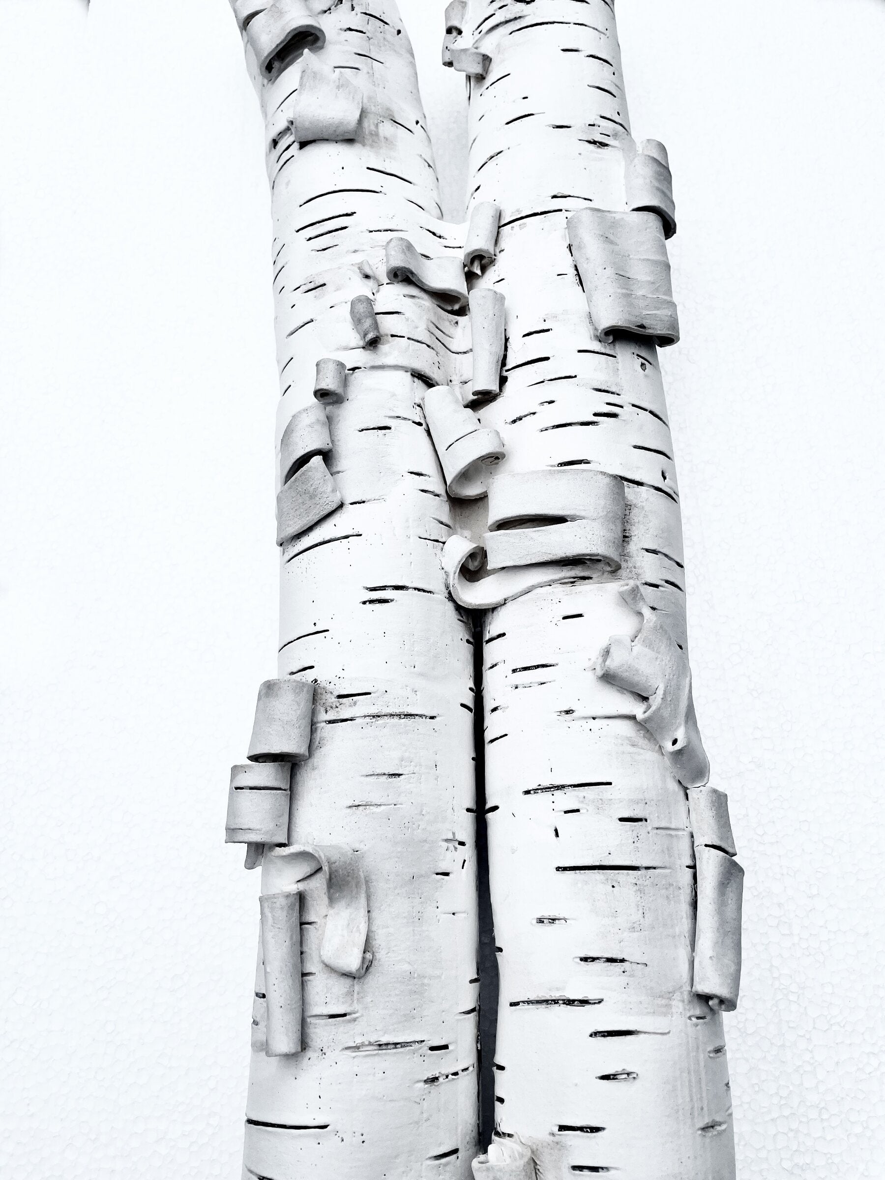 Birch Duo