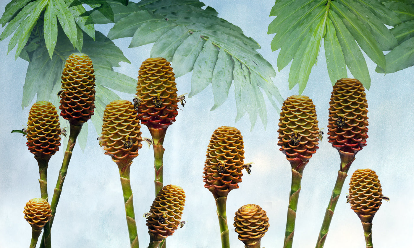 Beehive Ginger