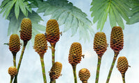 Beehive Ginger