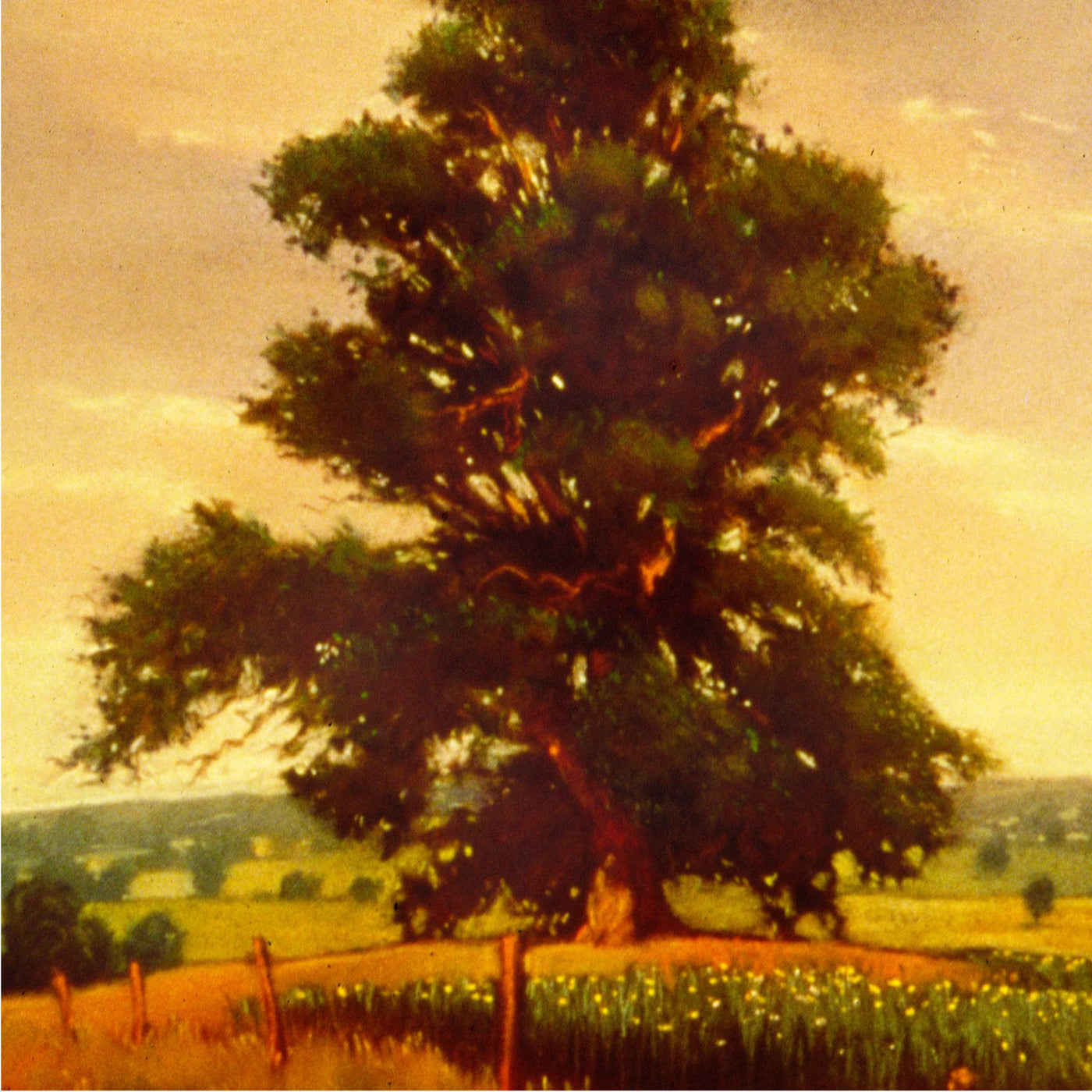 Kilpeck Oaks No 2