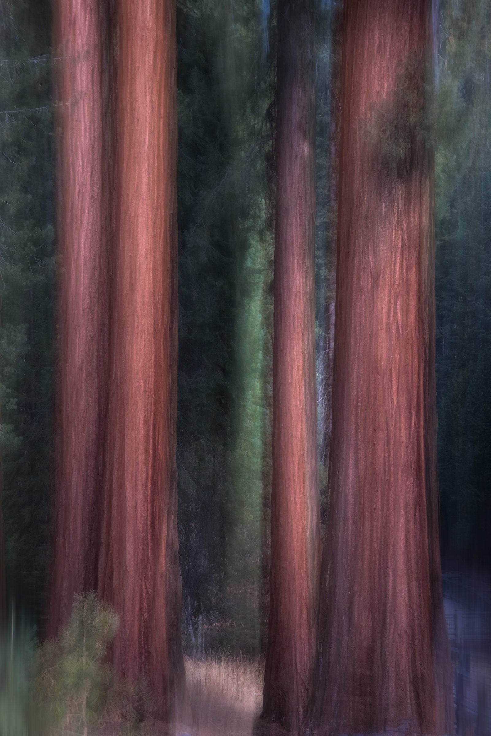 Big Trees