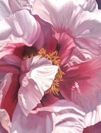 Single Pink Peony