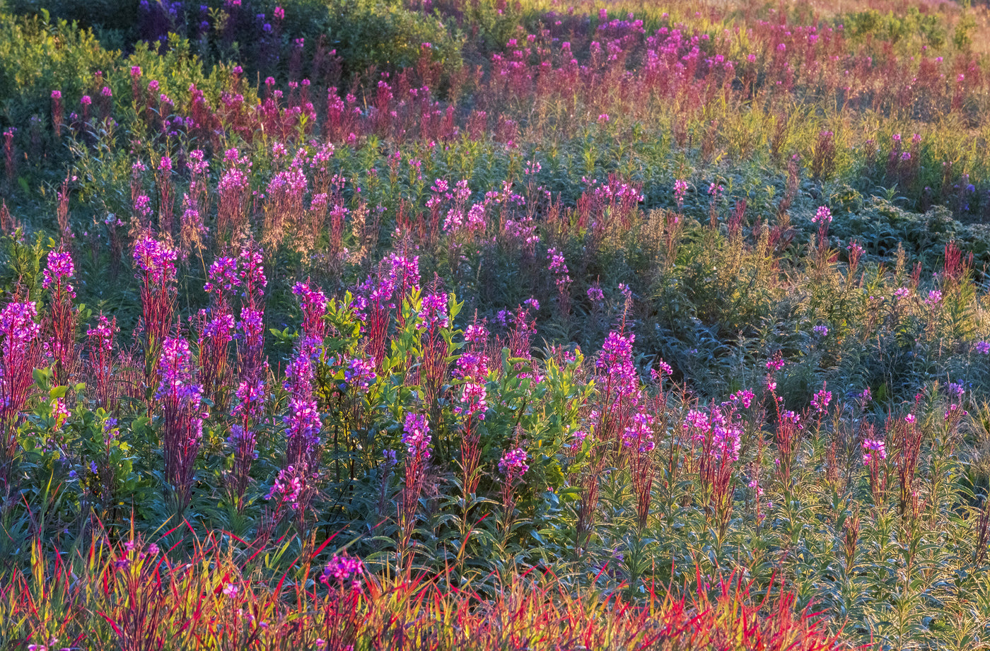 Alaska Bloom