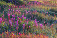 Alaska Bloom