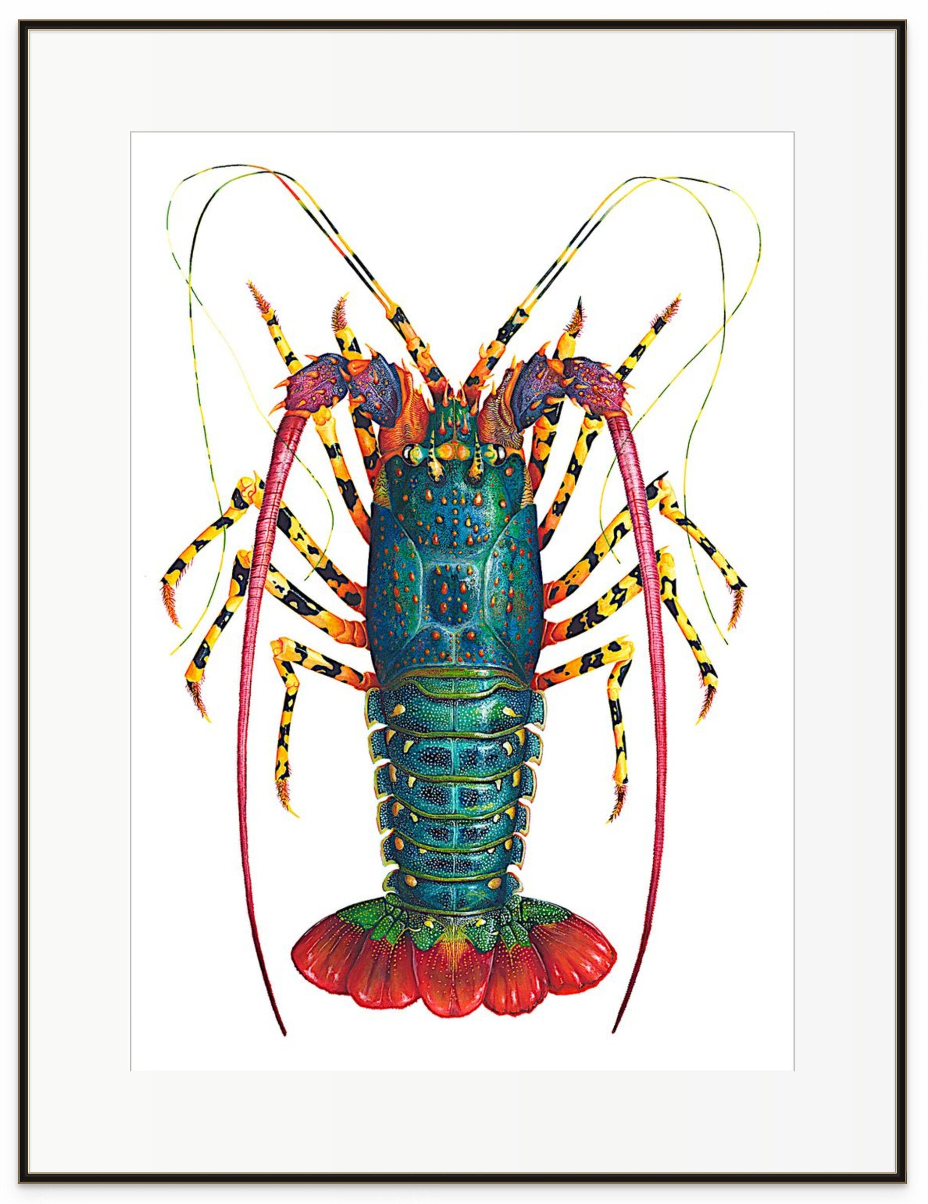 Rainbow Spiny Lobster - Panulirus Ornatus