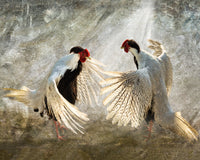 Silver Pheasants