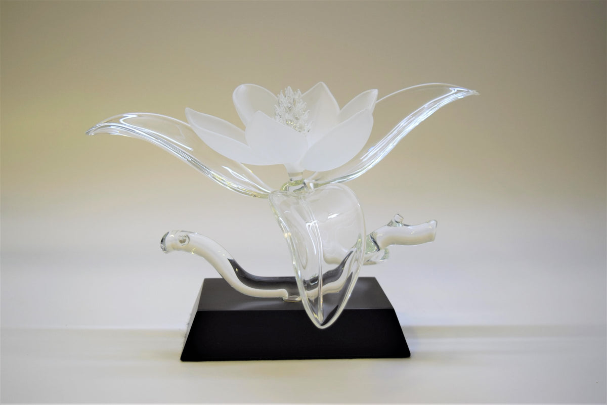 Magnolia