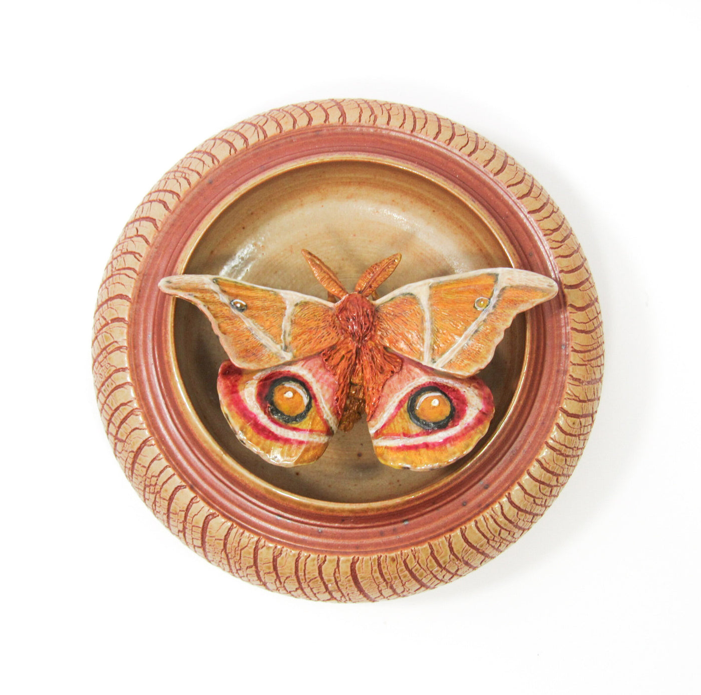 Bullseye Moth (Antherina Suraka)