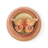 Bullseye Moth (Antherina Suraka)