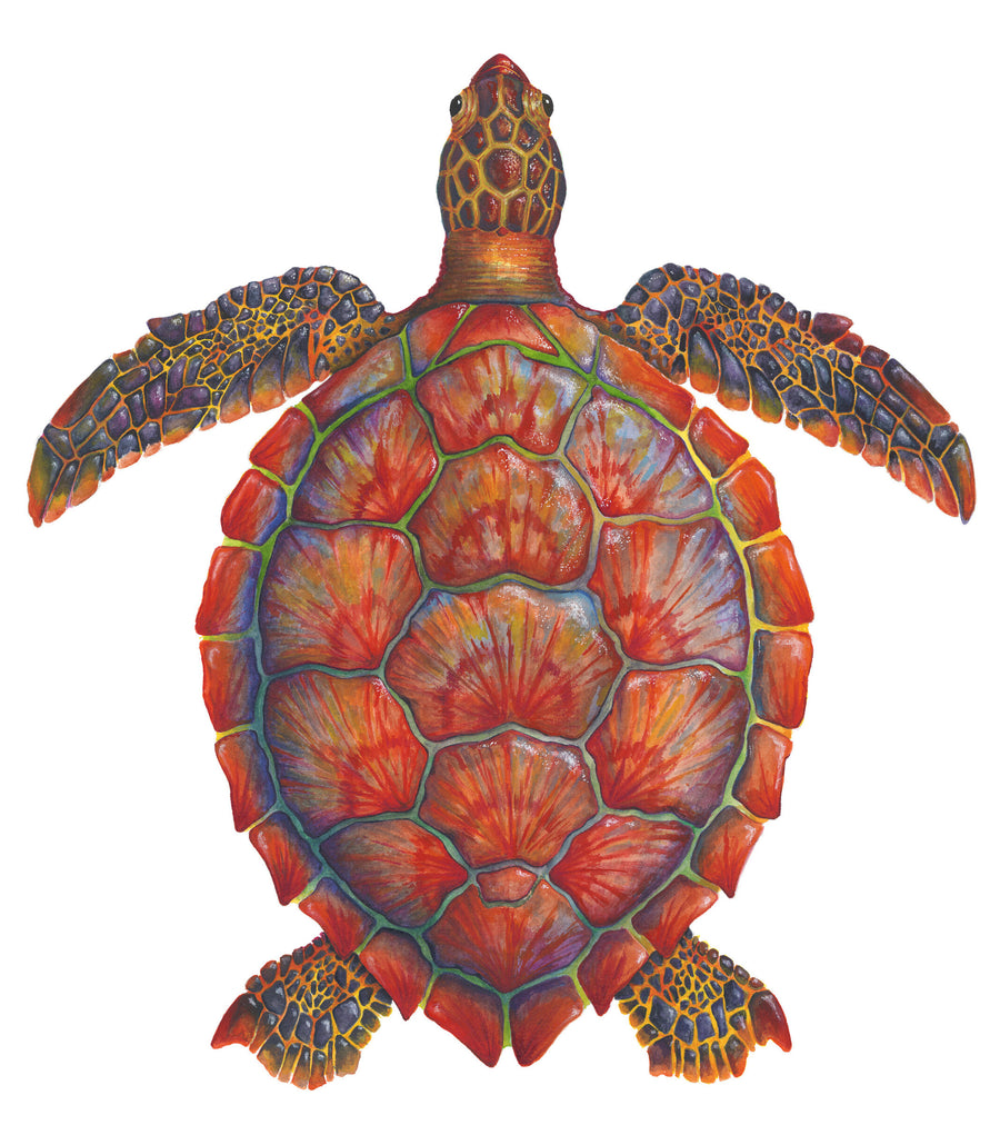 Red Sea Turtle - Chelonia Mydas