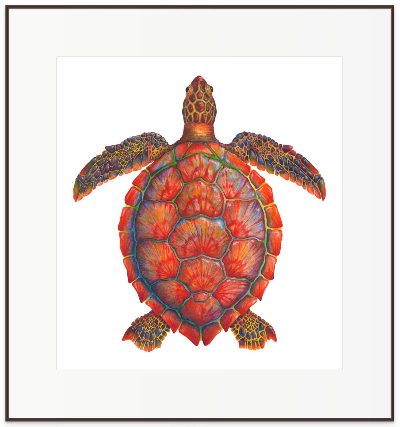 Red Sea Turtle - Chelonia Mydas