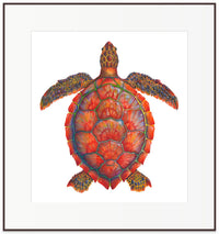 Red Sea Turtle - Chelonia Mydas