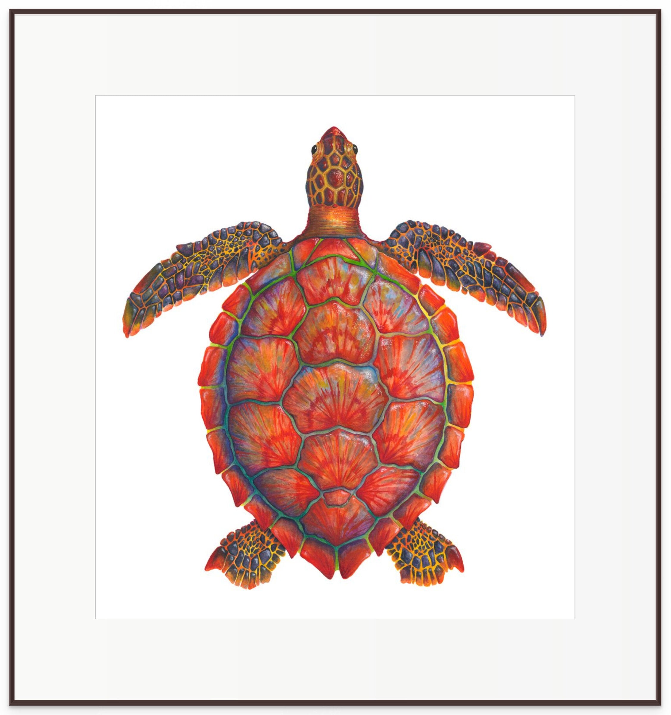 Red Sea Turtle - Chelonia Mydas