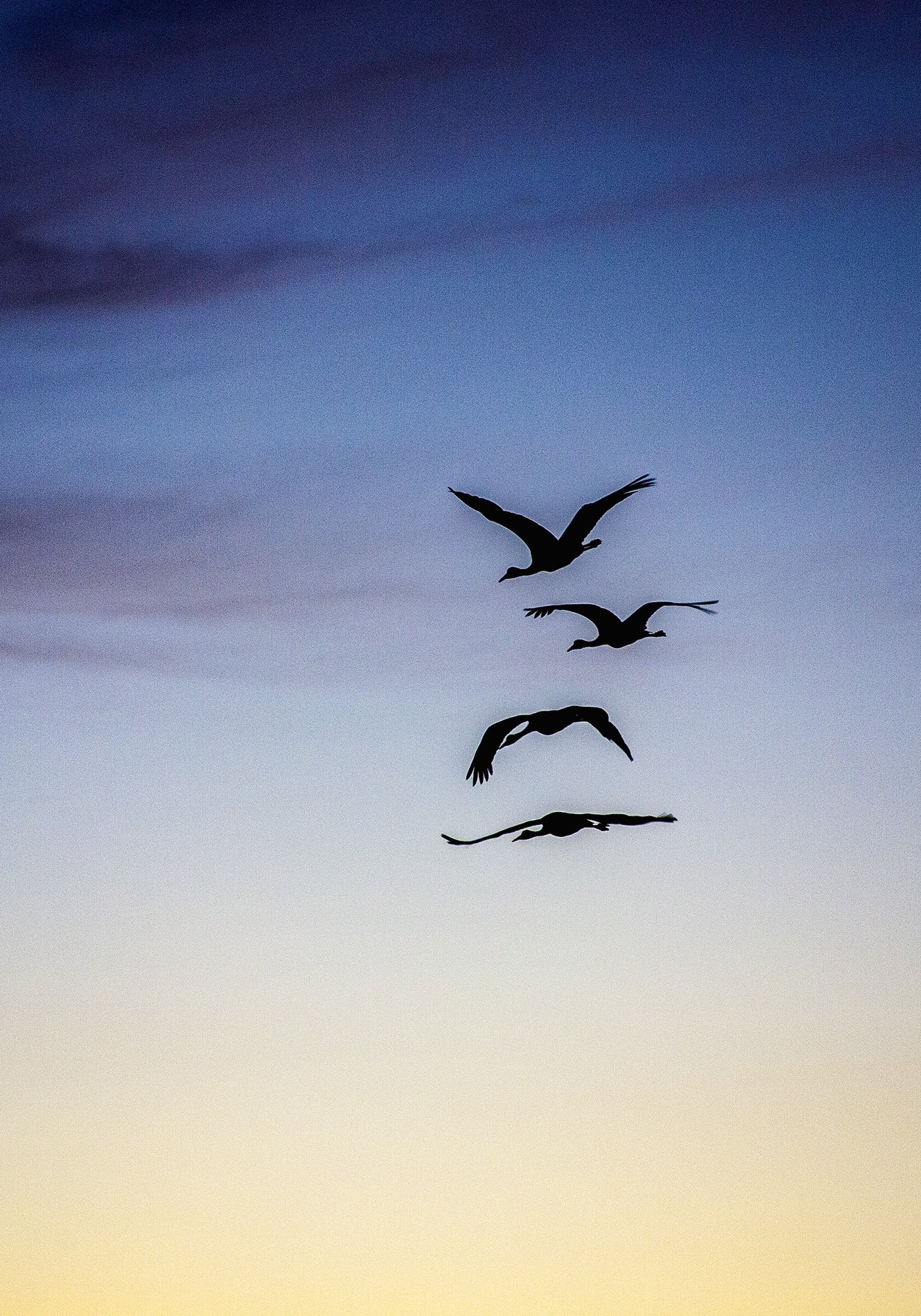 Cranes in Flight II