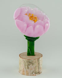 Blushing Bride Peony