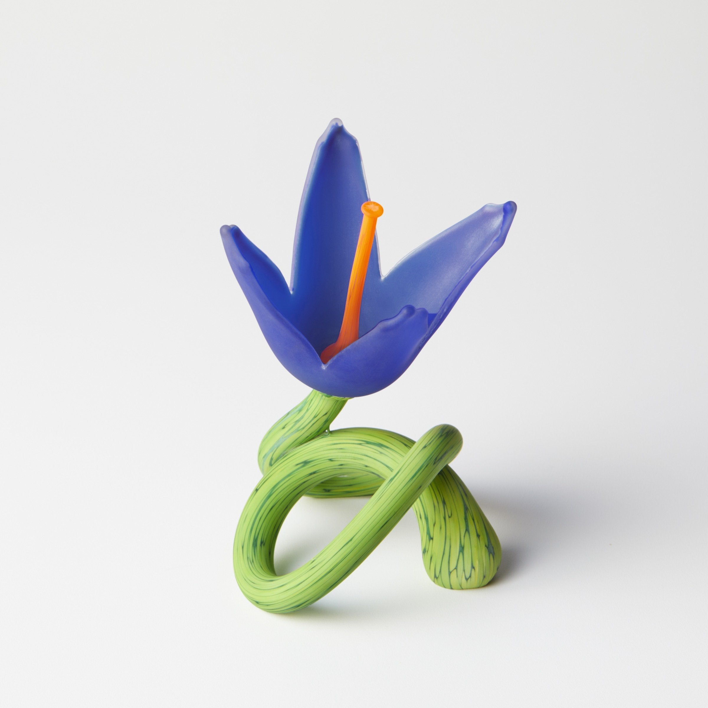 Admiral Forget-Me-Knot