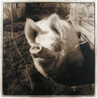 Pearly, 2000