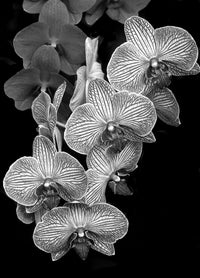 Orchid Family