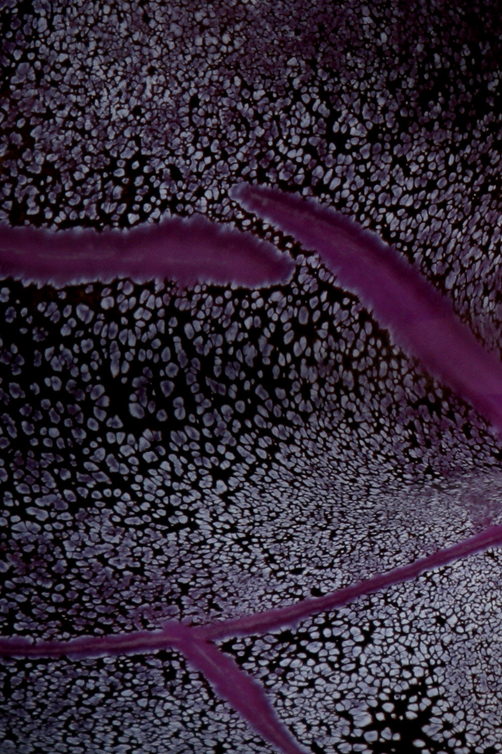 Violet Concave Cylinder