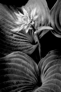 Hosta Flower Amid Leaves