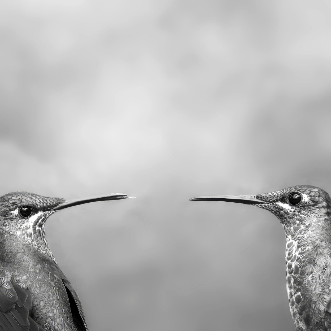 Two Brilliant Hummingbirds, Costa Rica