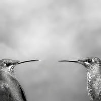 Two Brilliant Hummingbirds, Costa Rica
