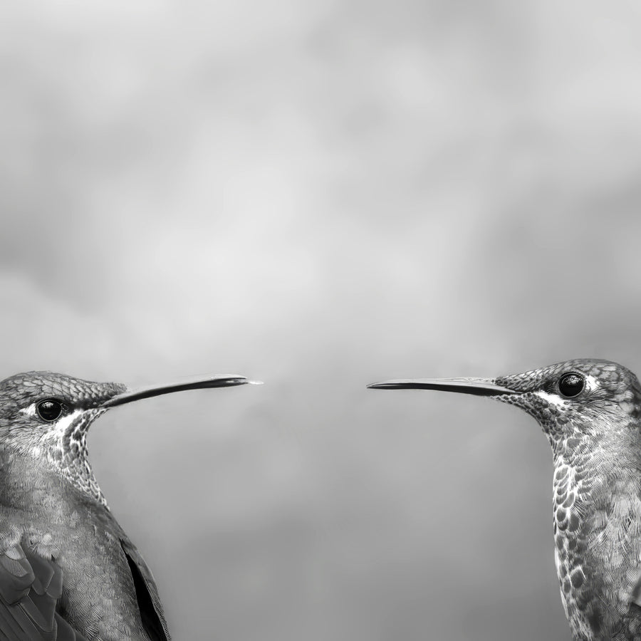 Two Brilliant Hummingbirds, Costa Rica