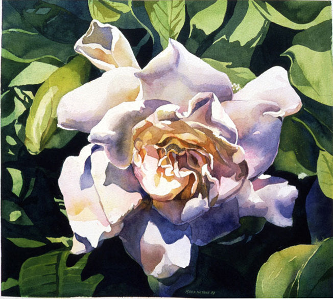 Gardenia