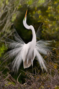 Show Off