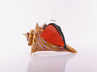 The Beach, Conch Shell