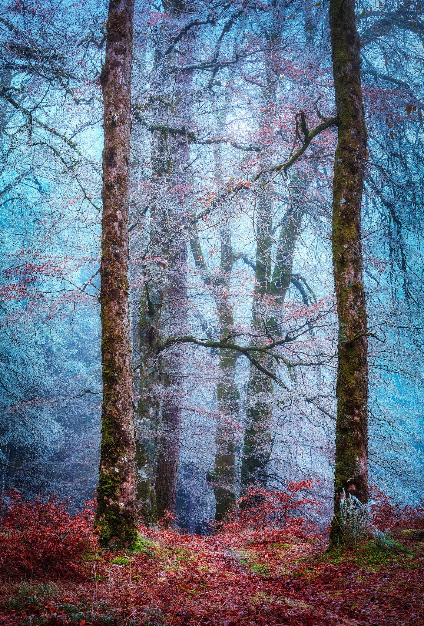 Into the Mystic Forest