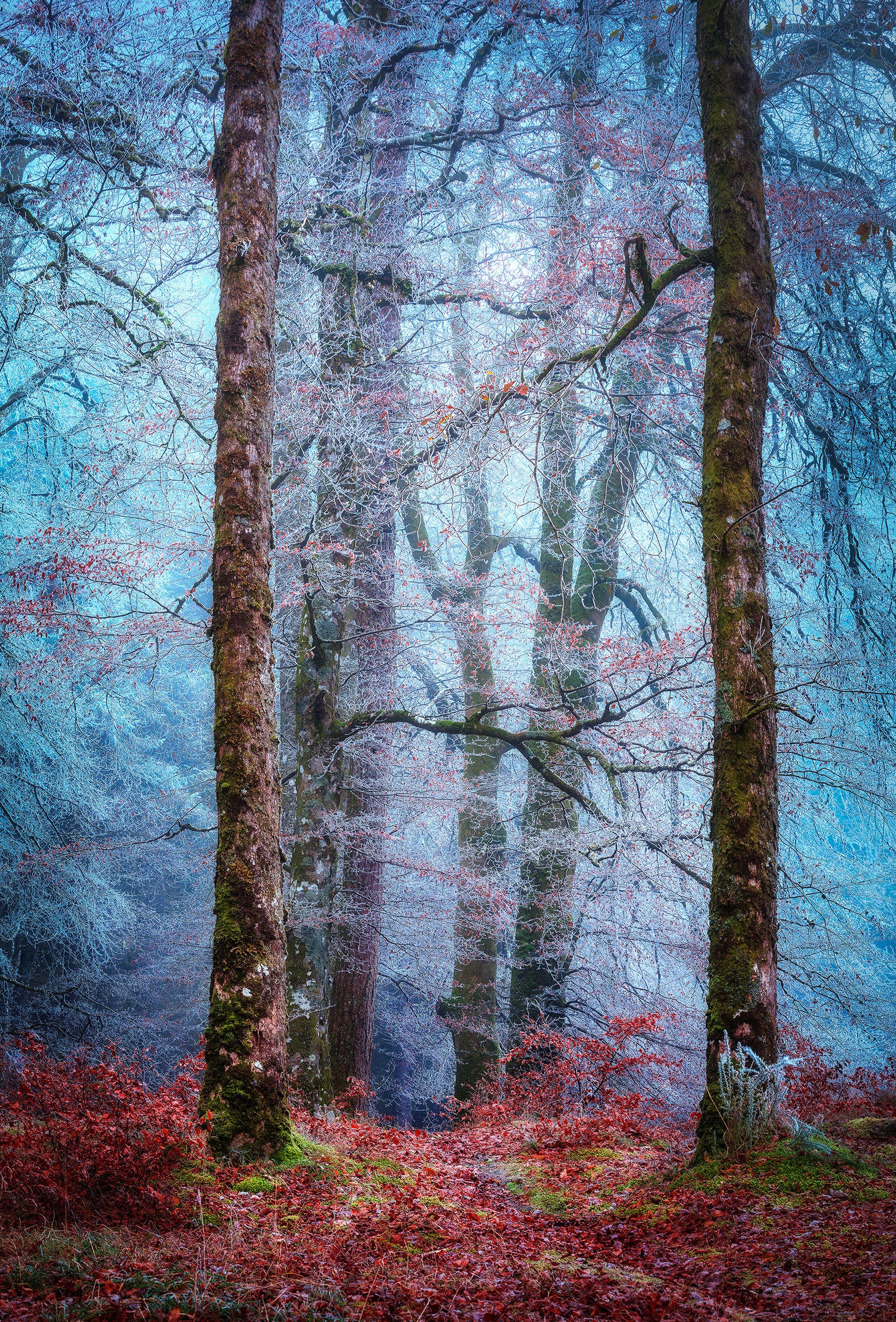 Into the Mystic Forest
