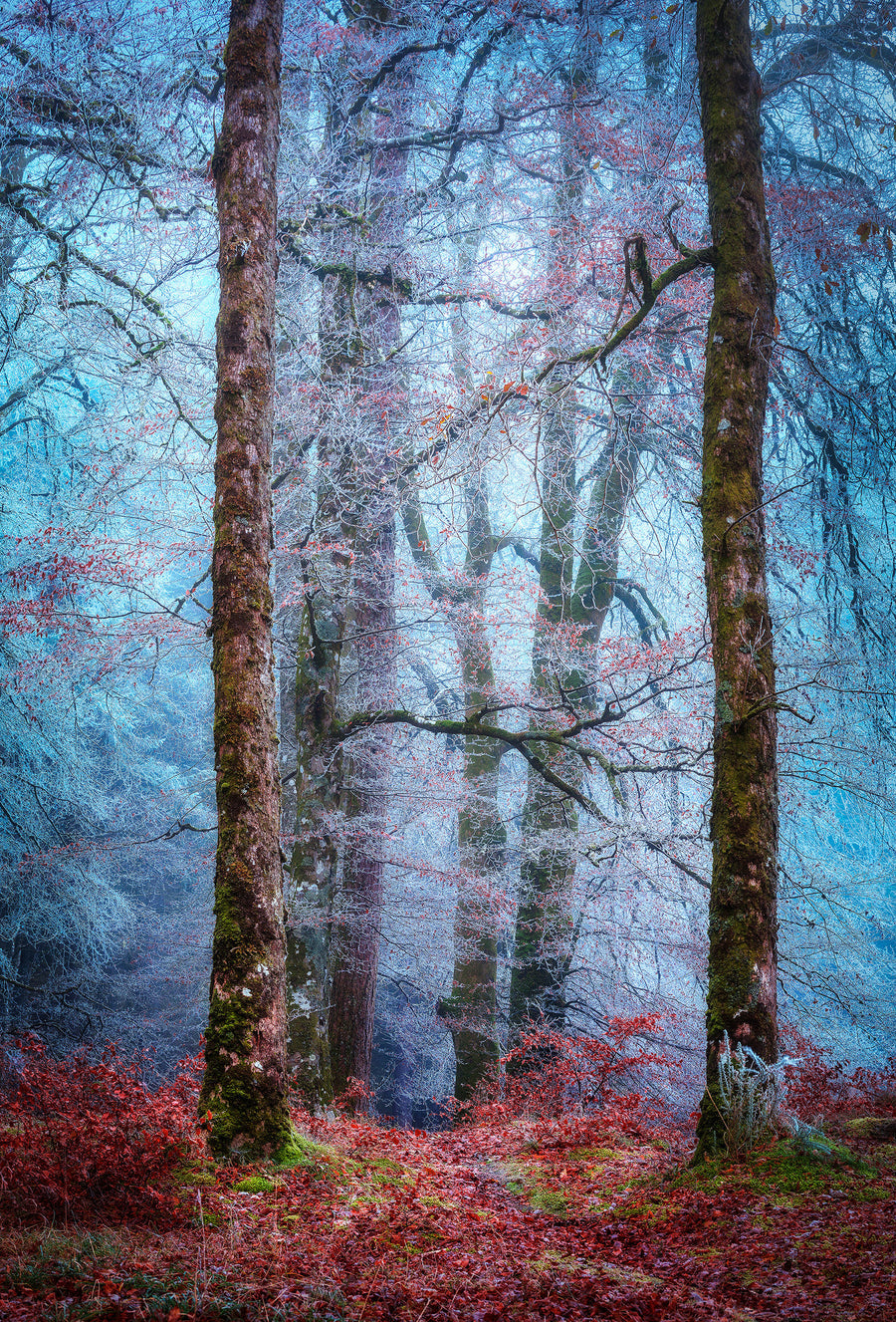 Into the Mystic Forest