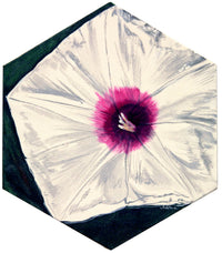 Crimson-Eyed Rose Mallow