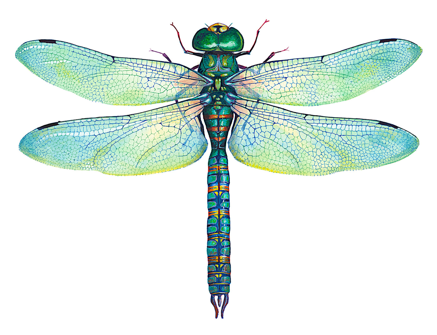 Green Dragonfly - Anax Junius