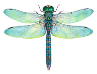 Green Dragonfly - Anax Junius