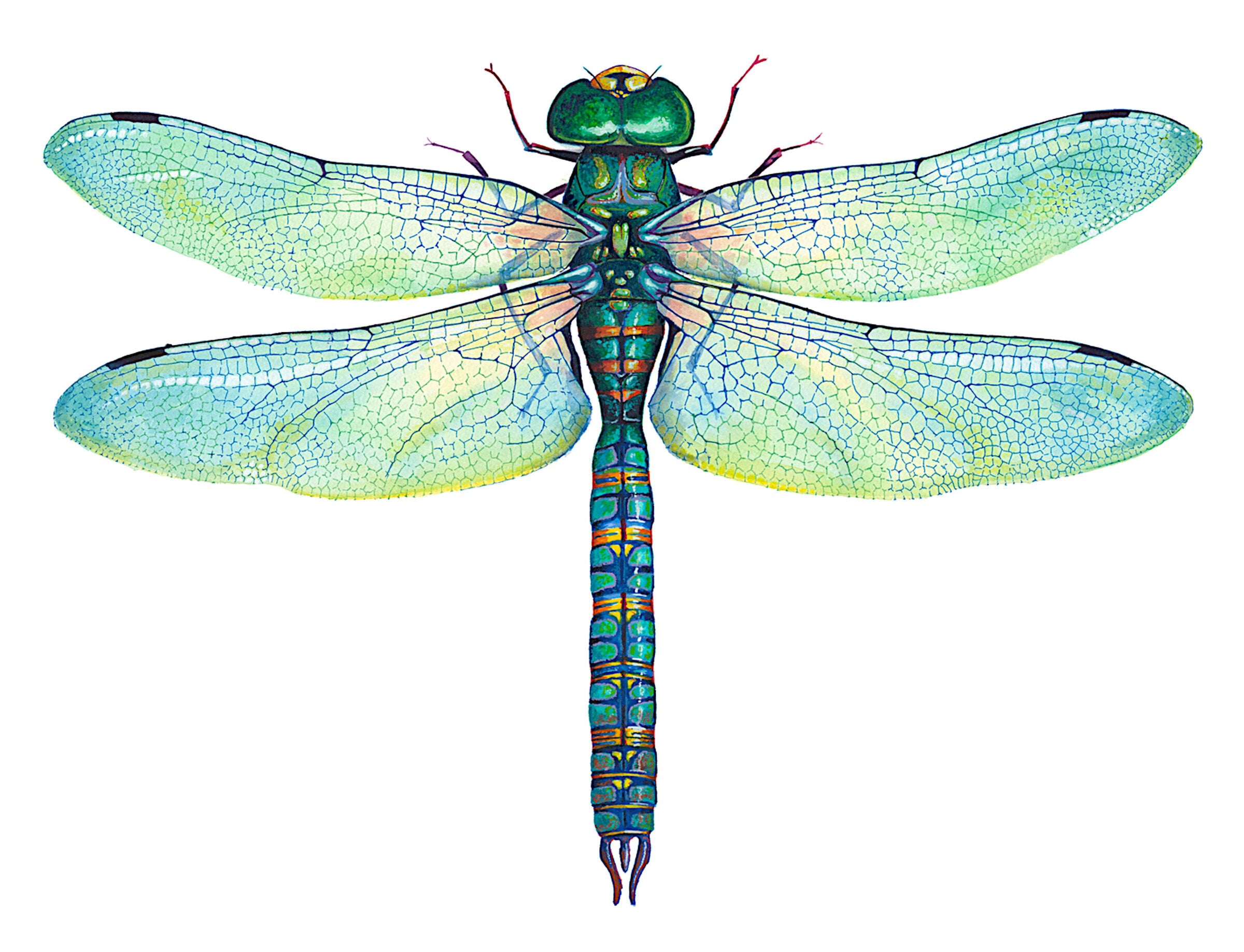 Green Dragonfly - Anax Junius