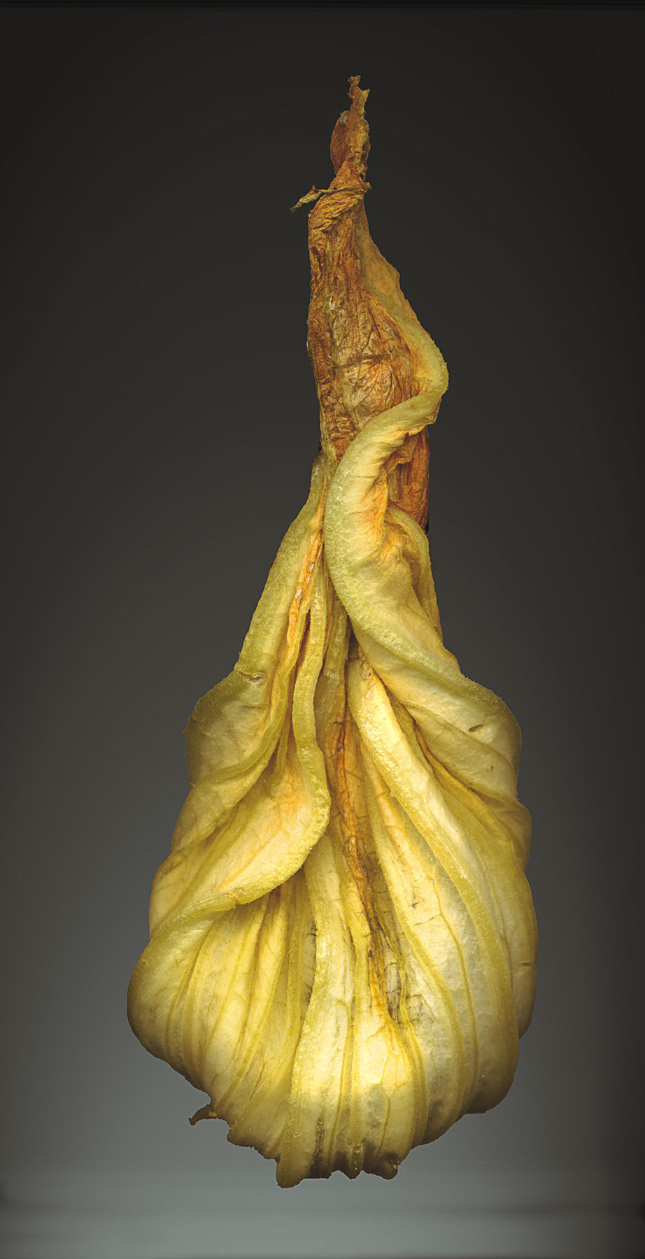 Squash Blosssom on the Wane
