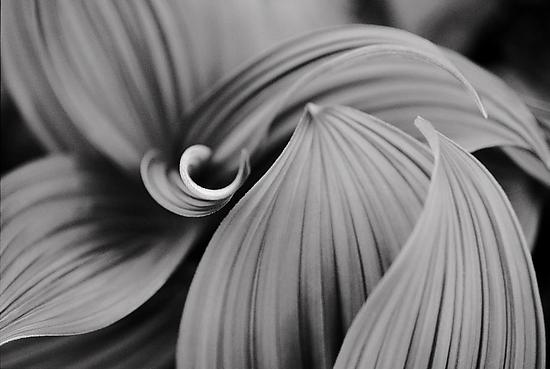 Husk Lilly 1, Canada